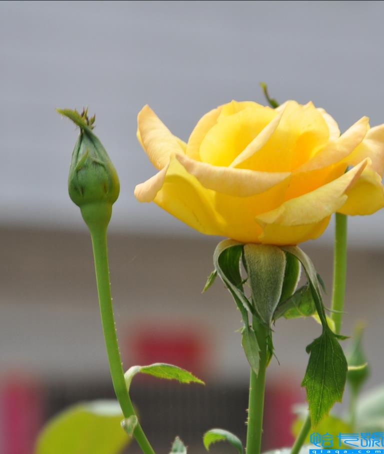 送粉色玫瑰代表啥_送玫瑰粉紅色花代表什么含義_送粉紅色的玫瑰花代表什么