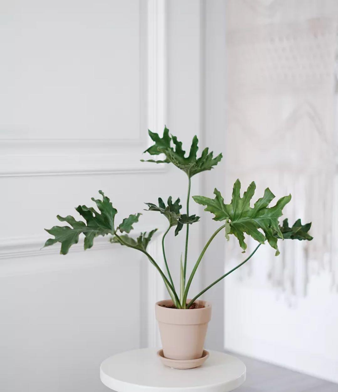 綠植水培植物_水培綠植有哪些_水培綠植該怎么辦