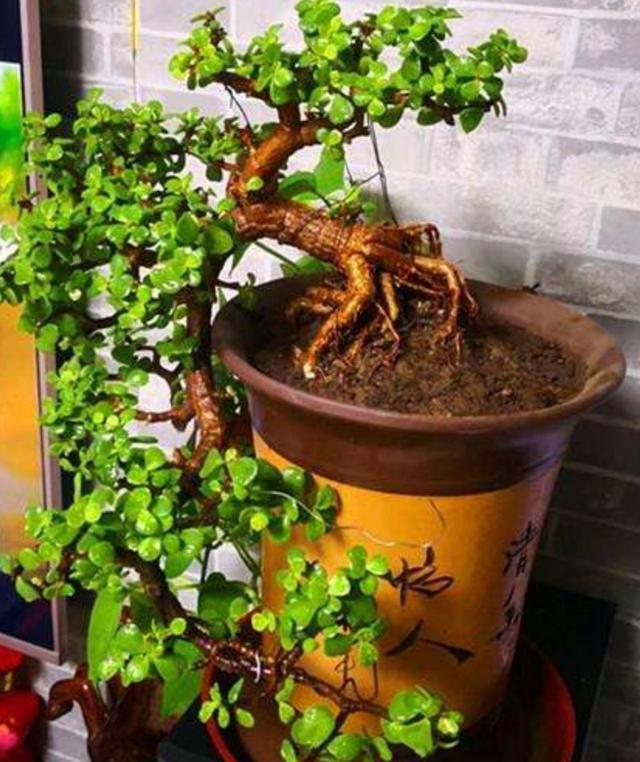 公認(rèn)的“16種養(yǎng)人花”，適合養(yǎng)在家里，不僅凈化能力強(qiáng)，還寓意好