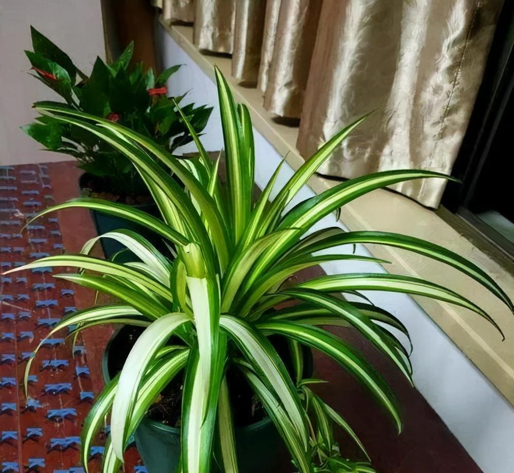 家養(yǎng)的盆栽植物_盆栽植物好養(yǎng)室內(nèi)_家里盆栽養(yǎng)什么植物好