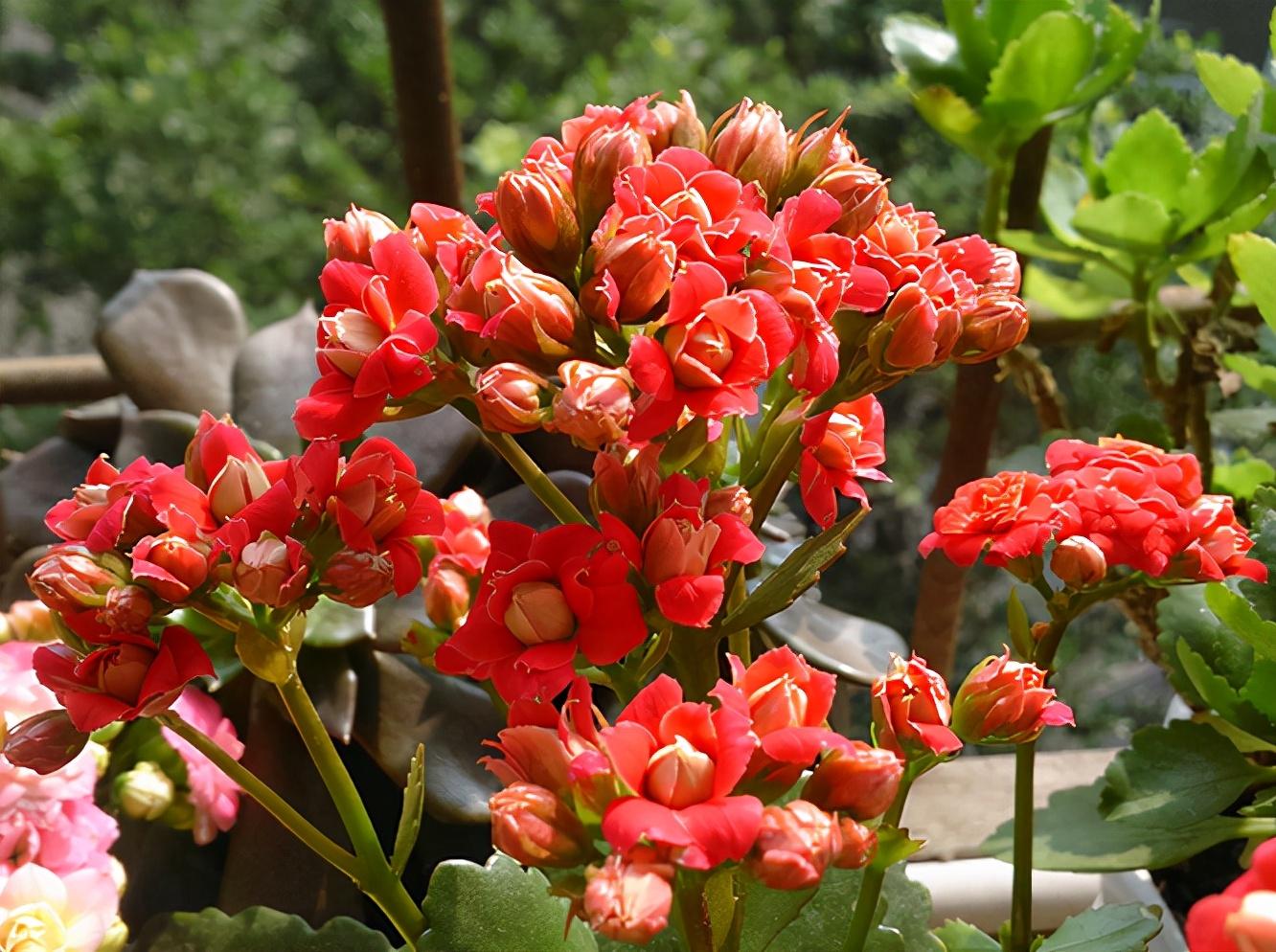 家里盆栽養(yǎng)什么植物好_盆栽植物好養(yǎng)室內(nèi)_家養(yǎng)的盆栽植物