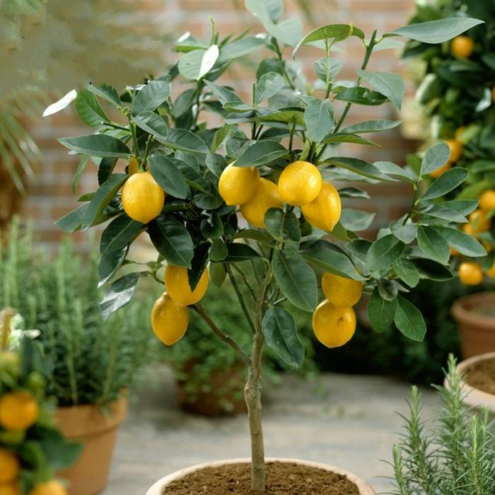 盆栽植物好養(yǎng)室內(nèi)_家養(yǎng)的盆栽植物_家里盆栽養(yǎng)什么植物好