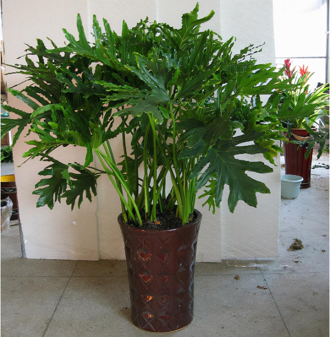 家里盆栽養(yǎng)什么植物好_盆栽植物好養(yǎng)室內(nèi)_家養(yǎng)的盆栽植物