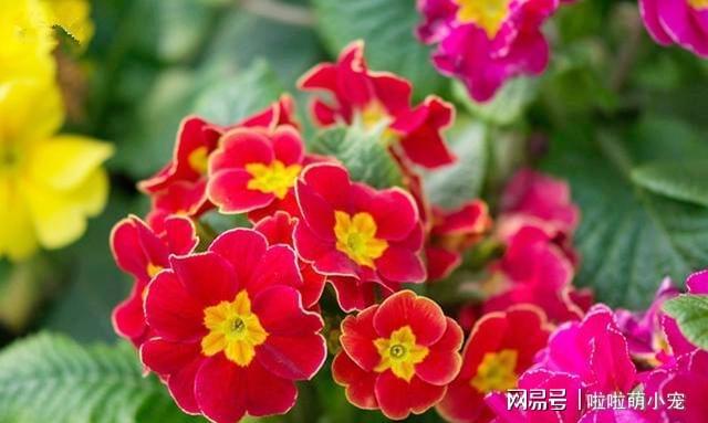 <strong>冬天養(yǎng)什么花好，它就不錯，花朵大花苞多，很漂亮好養(yǎng)活</strong>