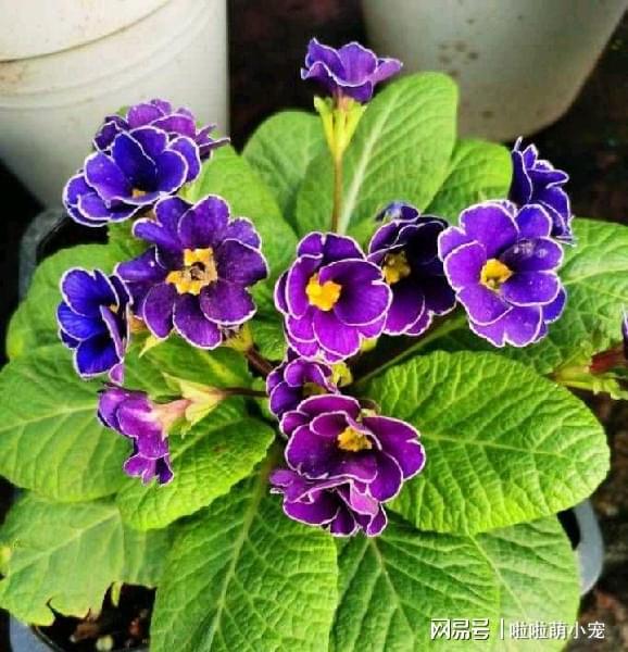 冬天好養(yǎng)活的花卉植物_冬天好養(yǎng)活的植物_冬天什么植物好養(yǎng)活