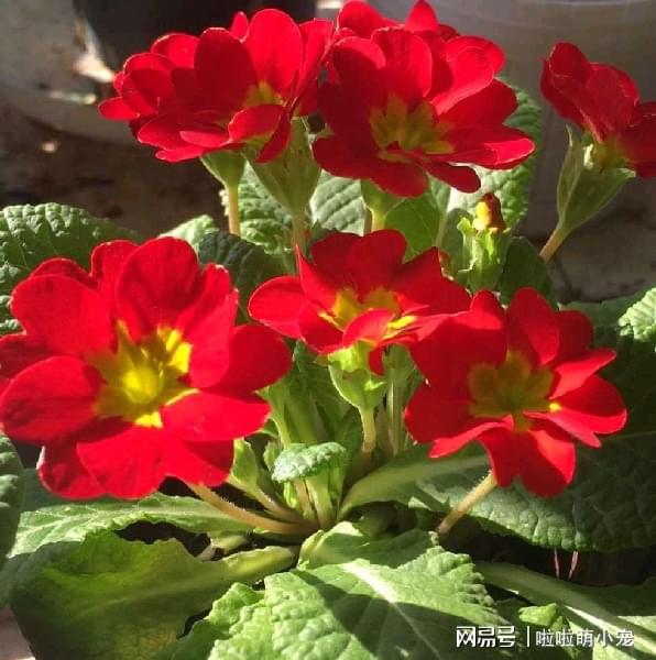 冬天什么植物好養(yǎng)活_冬天好養(yǎng)活的植物_冬天好養(yǎng)活的花卉植物