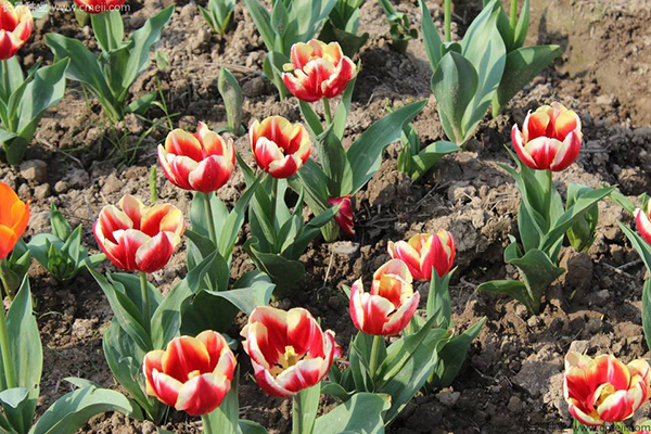 宿根花卉根系_宿根花卉有哪些花卉_花卉宿根是什么意思