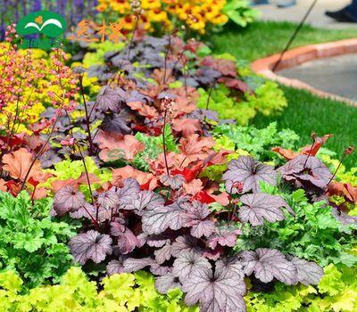 3種耐陰花，比綠蘿還好養(yǎng)，葉子比花美，不開花也漂亮