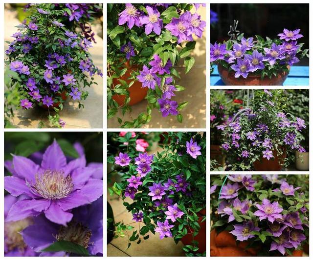 超級(jí)耐寒！這些花卉北方的冬天也凍不死