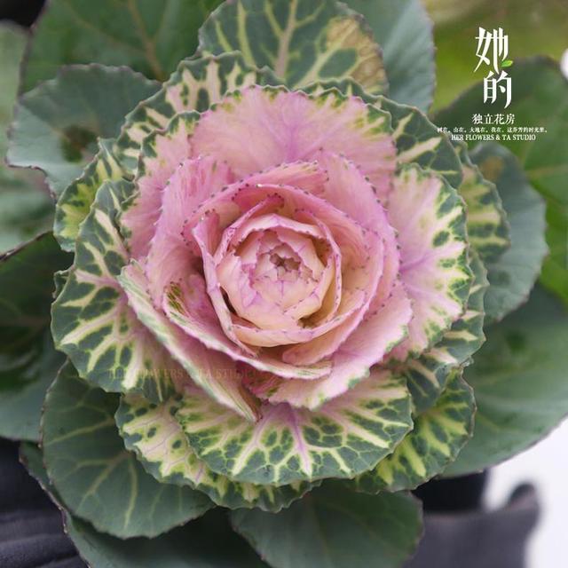 花卉耐寒區(qū)_冬季室外耐寒的花卉有哪些_冬季室外最耐寒的15種花卉