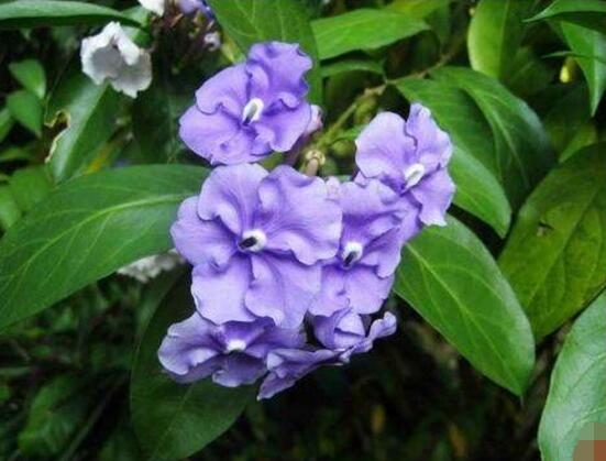 茉莉花開幾月份開花_茉莉花開花月份_茉莉花盛開的月份