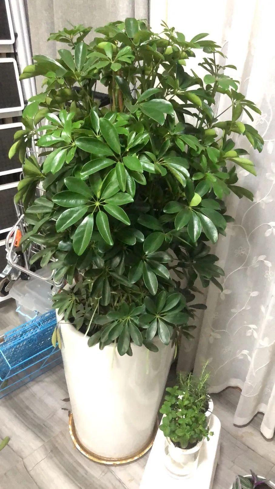 5種“耐蔭花”，適合種客廳，哪怕沒有光照，它們也可以活