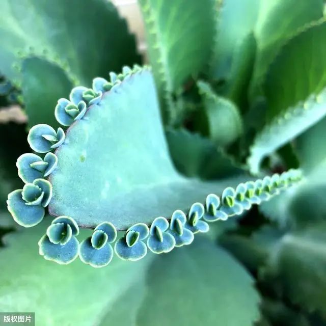 耐熱的多肉有哪些_耐熱耐寒的多肉植物_耐寒又耐熱的多肉植物