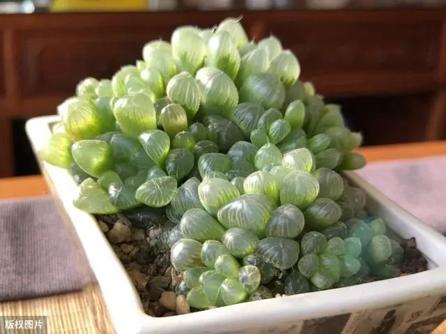 耐寒又耐熱的多肉植物_耐熱耐寒的多肉植物_耐熱的多肉有哪些