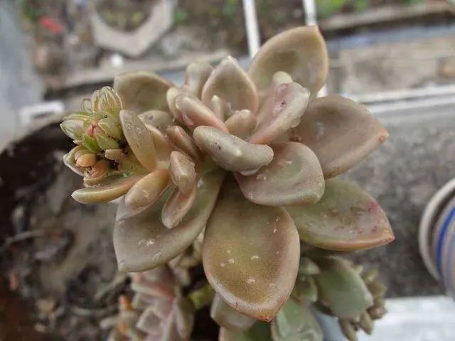 耐熱耐寒的多肉植物_耐熱的多肉有哪些_耐寒又耐熱的多肉植物