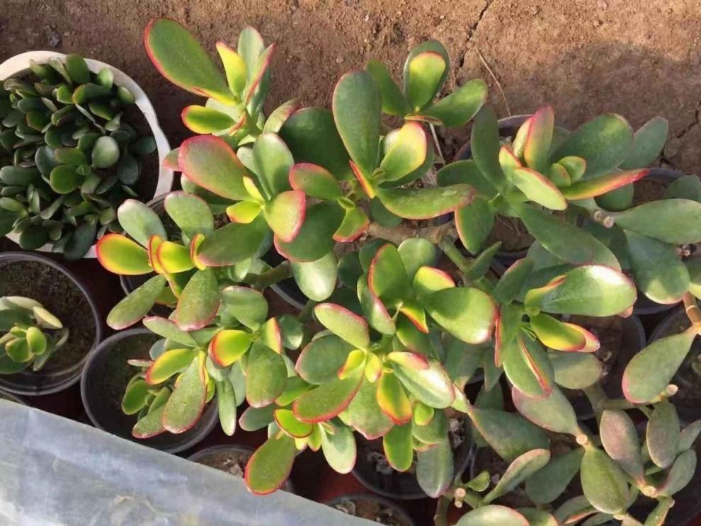 室內(nèi)養(yǎng)適合花的植物_十種適合室內(nèi)養(yǎng)的花_室內(nèi)養(yǎng)適合花草的植物