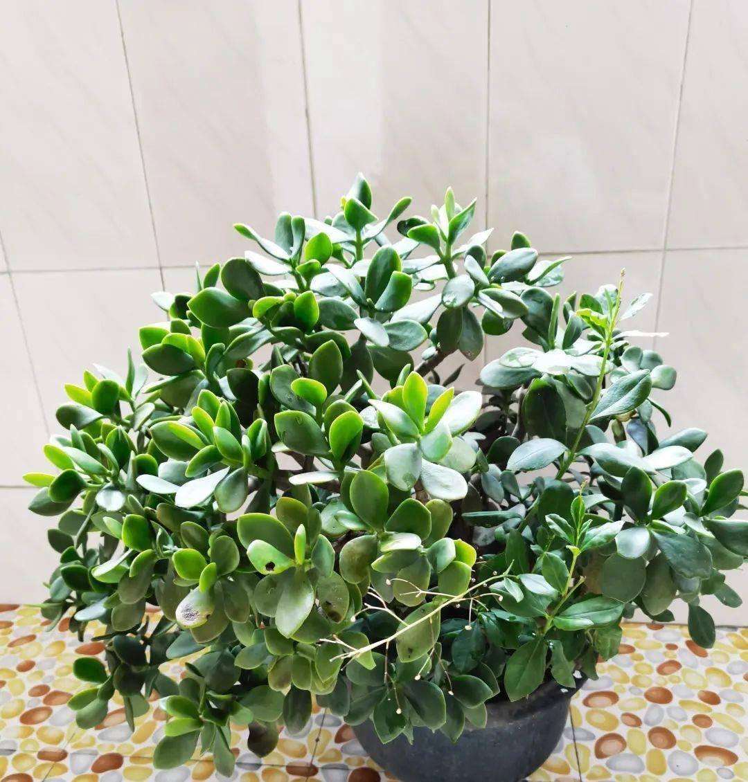 室內(nèi)養(yǎng)適合花草的植物_室內(nèi)養(yǎng)適合花的植物_十種適合室內(nèi)養(yǎng)的花