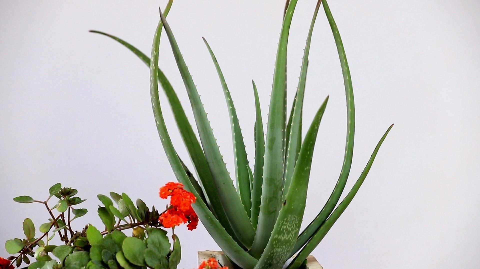 十種適合室內(nèi)養(yǎng)的花_室內(nèi)養(yǎng)適合花的植物_室內(nèi)養(yǎng)適合花草的植物