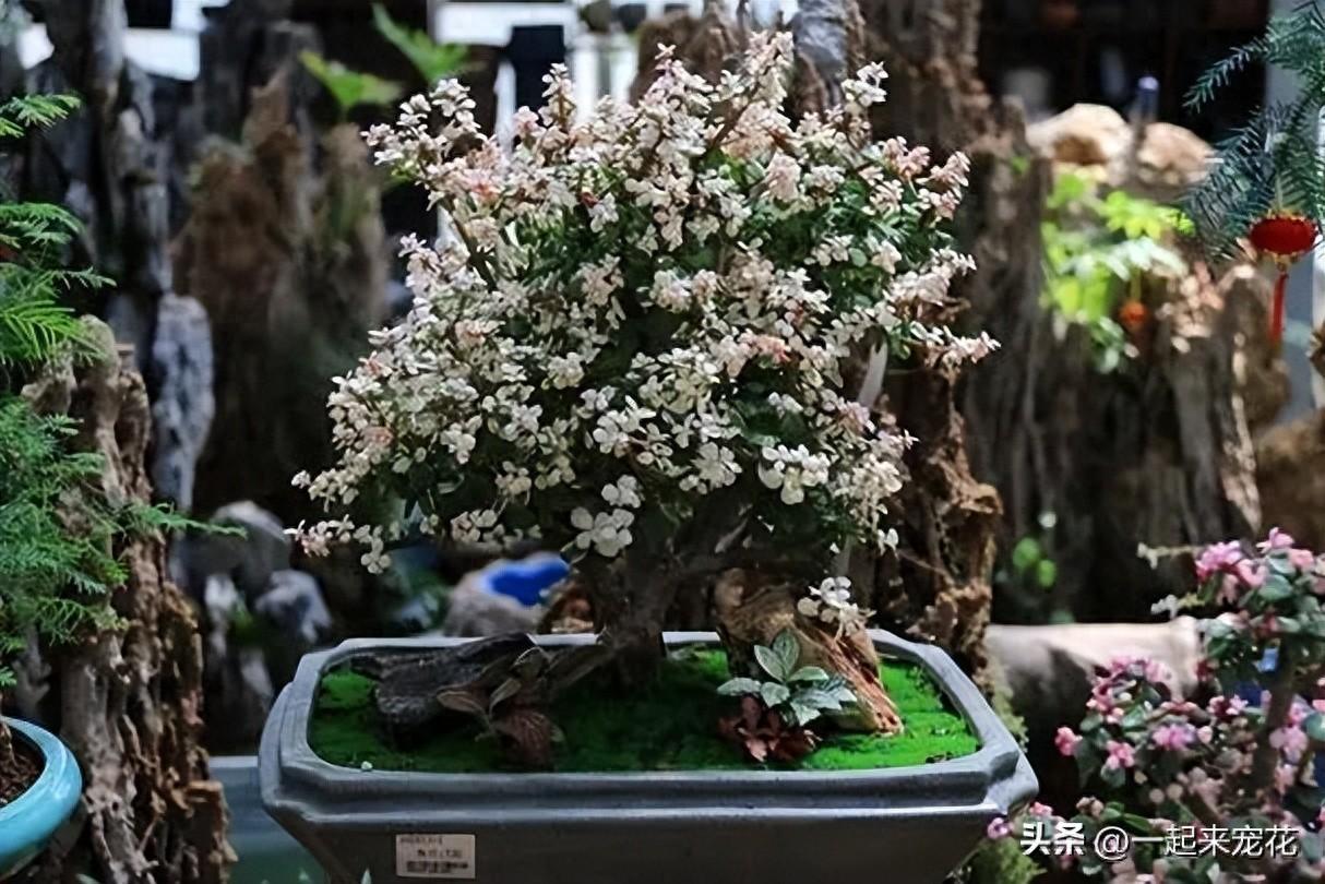 適合種植在臥室的5種花，擺在家里對身體好，一次養(yǎng)十盆不嫌多