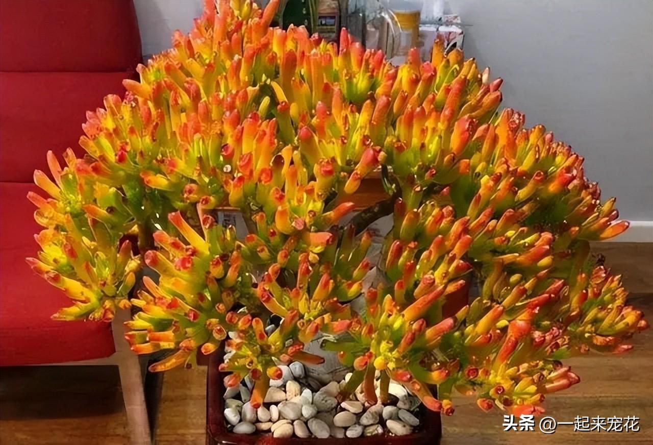 臥室可以養(yǎng)花嗎_臥室養(yǎng)花可以用吡蟲啉嗎_臥室養(yǎng)花可以開空調(diào)嗎