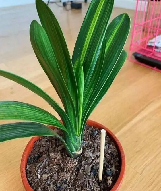 花盆里插筷子，養(yǎng)花有妙用！