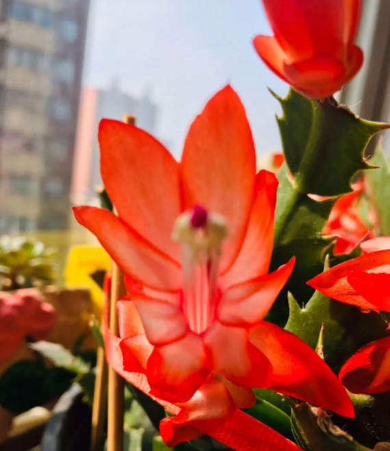 花盆沒有孔可以種菜嗎_花盆沒有孔花能活么_花盆沒有孔可以養(yǎng)花嗎