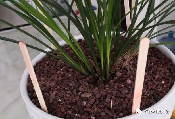 花盆沒有孔花能活么_花盆沒有孔可以養(yǎng)花嗎_花盆沒有孔可以種菜嗎