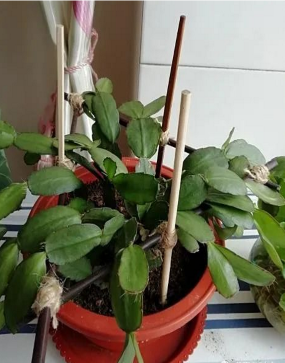 花盆沒有孔可以養(yǎng)花嗎_花盆沒有孔可以種菜嗎_花盆沒有孔花能活么