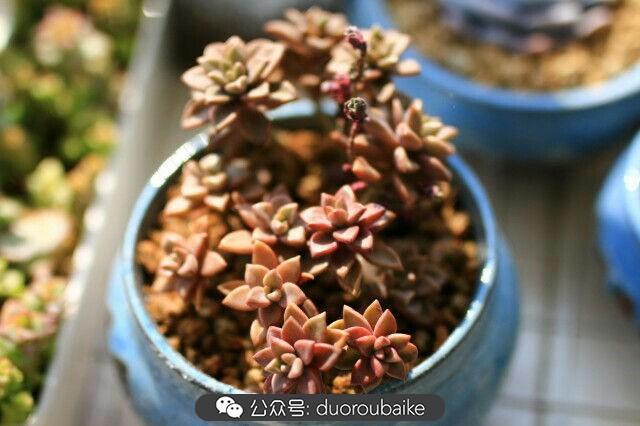 植物多肉是什么意思_多肉是植物_植物多肉是什么顏色