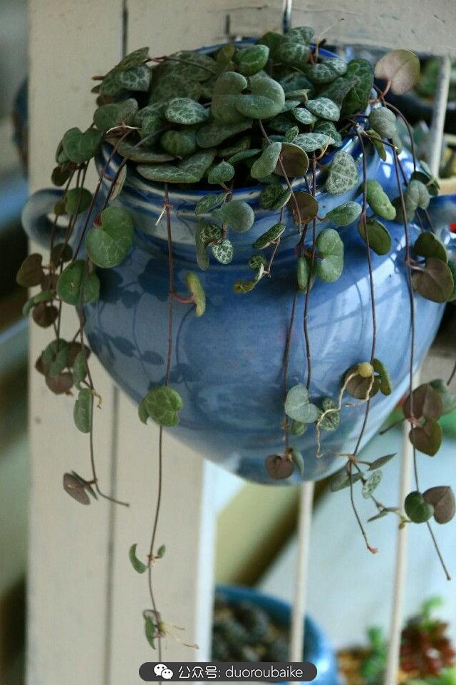 多肉是植物_植物多肉是什么顏色_植物多肉是什么意思