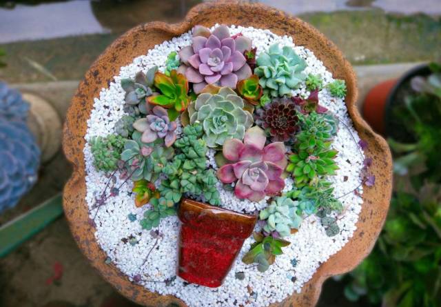 20種好看又好養(yǎng)的多肉植物，看完你一定會(huì)喜歡！