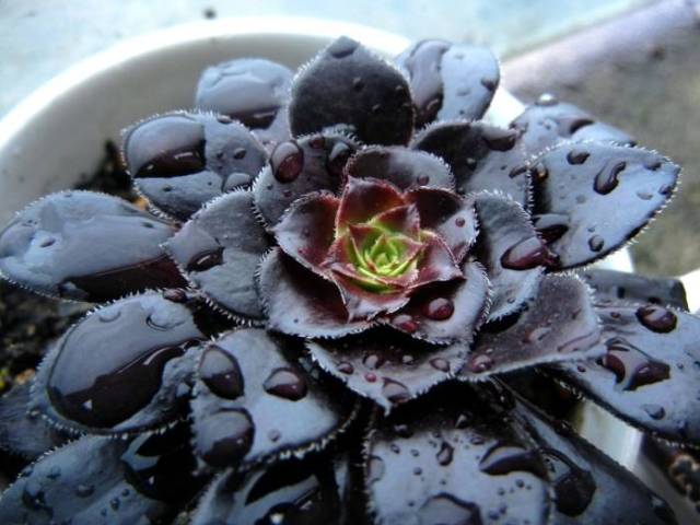 看一下多肉植物_看多肉植物_多肉植物識別大全
