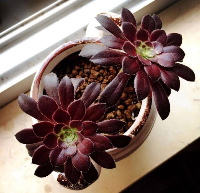 多肉植物識別大全_看多肉植物_看一下多肉植物