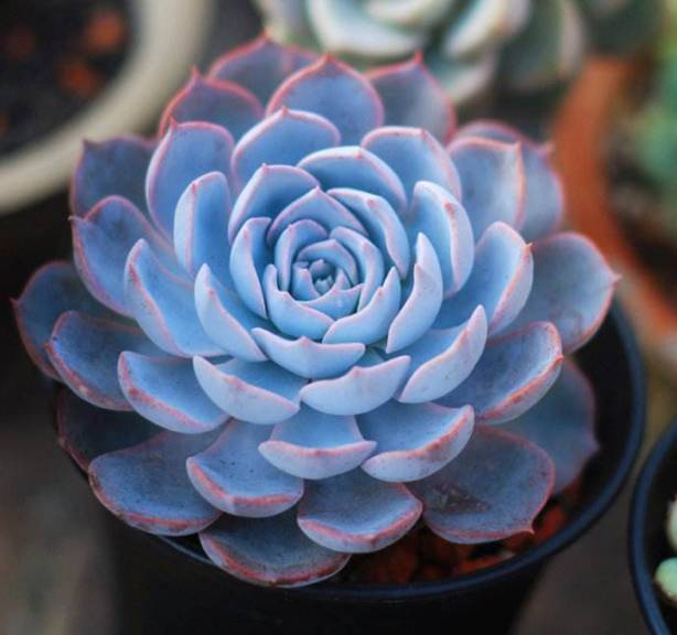 多肉植物識別大全_看多肉植物_看一下多肉植物