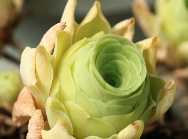 看多肉植物_看一下多肉植物_多肉植物識別大全