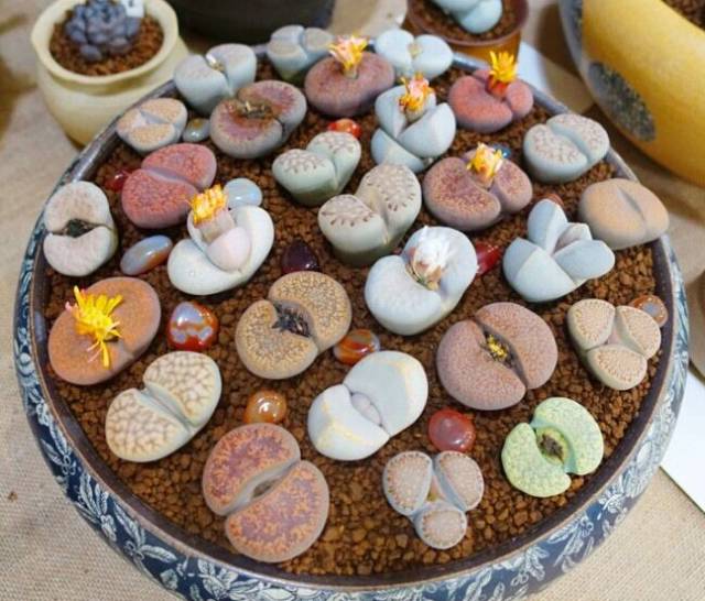 看多肉植物_多肉植物識別大全_看一下多肉植物