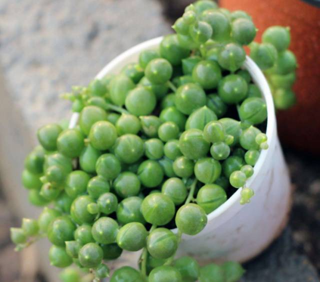 看一下多肉植物_多肉植物識別大全_看多肉植物