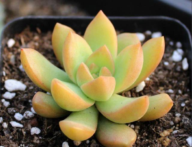 多肉植物識別大全_看一下多肉植物_看多肉植物