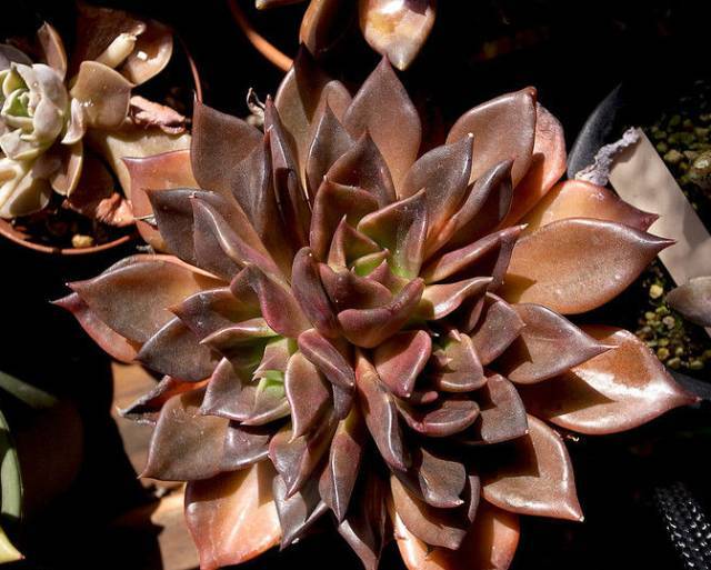 看多肉植物_多肉植物識別大全_看一下多肉植物