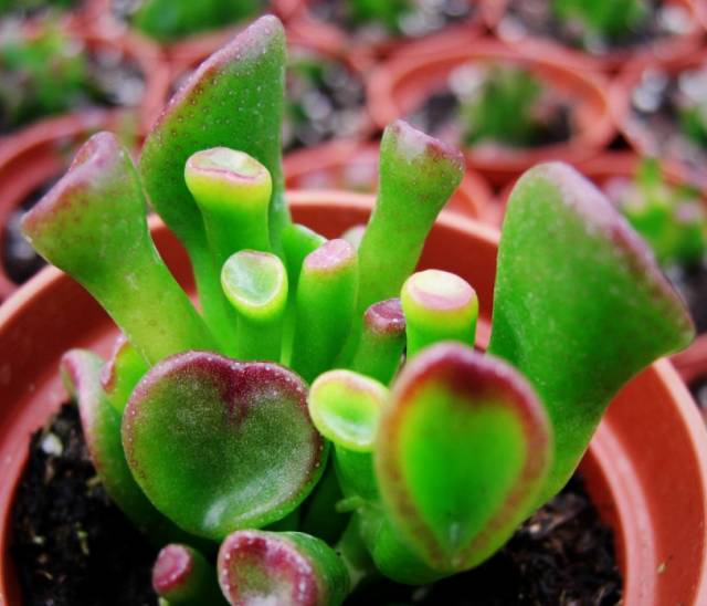 看多肉植物_看一下多肉植物_多肉植物識別大全