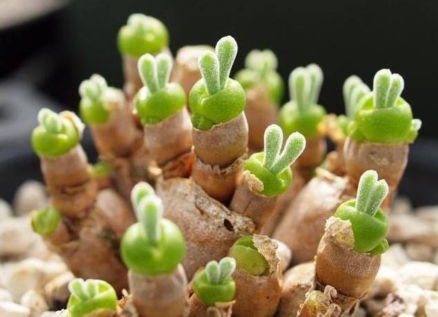 看一下多肉植物_看多肉植物_多肉植物識別大全