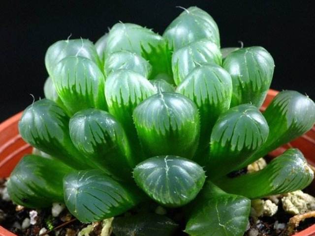 多肉植物識別大全_看多肉植物_看一下多肉植物