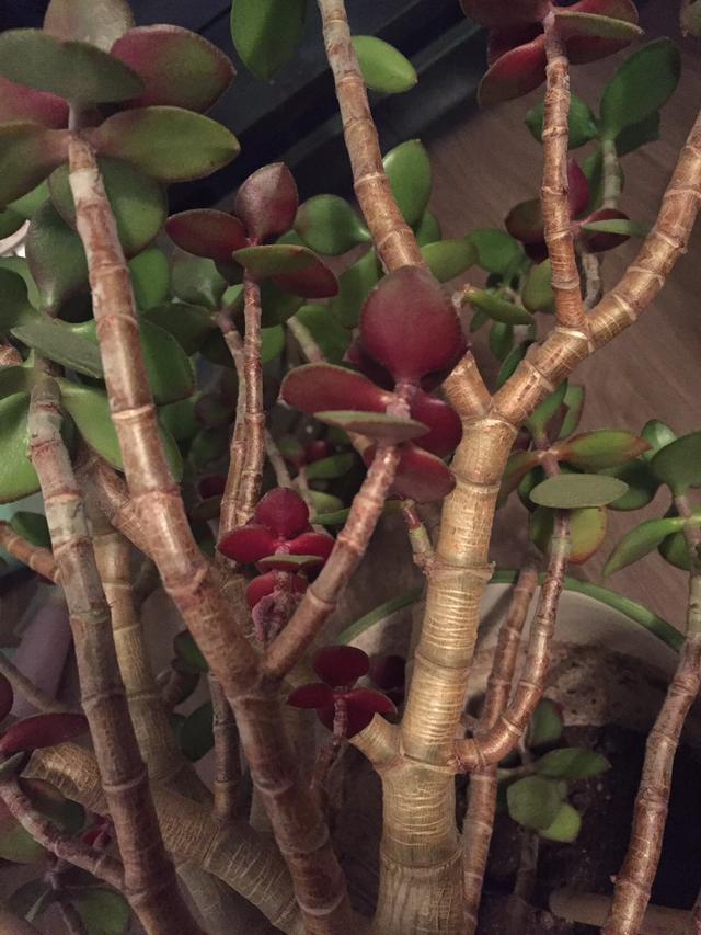 室內(nèi)養(yǎng)植物多肉好嗎_室內(nèi)養(yǎng)植物多肉怎么養(yǎng)_多肉植物室內(nèi)養(yǎng)