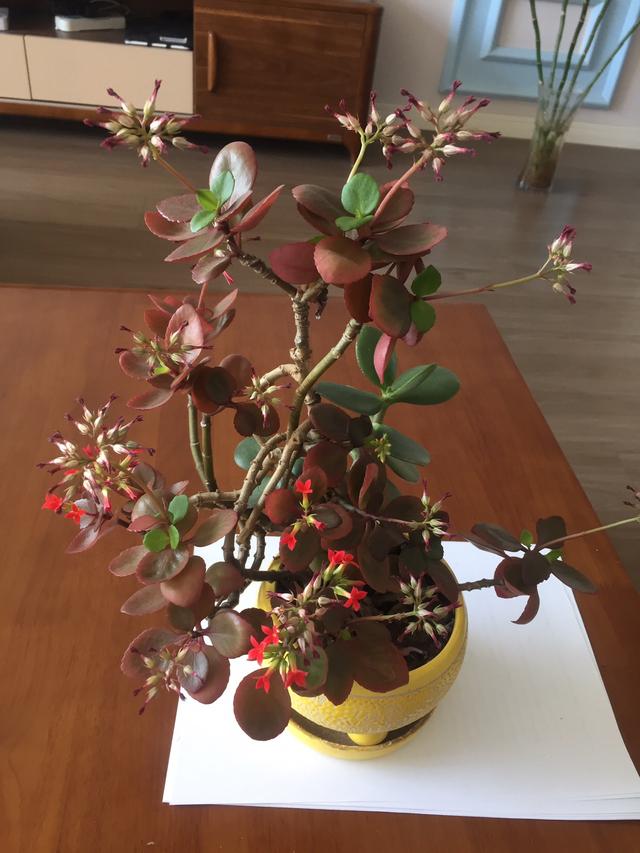 室內(nèi)養(yǎng)植物多肉怎么養(yǎng)_多肉植物室內(nèi)養(yǎng)_室內(nèi)養(yǎng)植物多肉好嗎