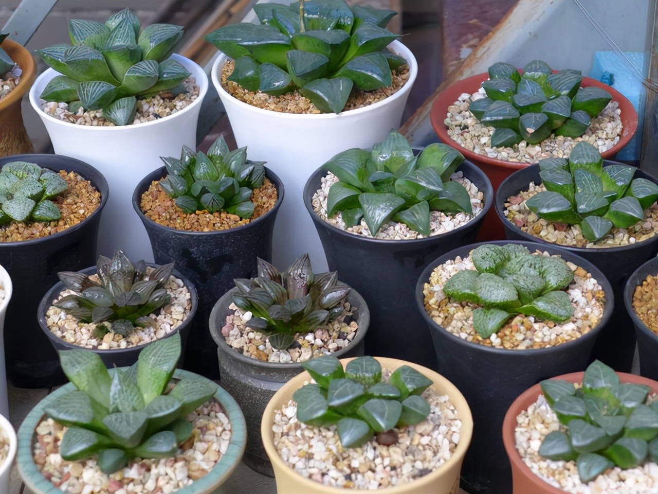 多肉植物室內(nèi)養(yǎng)_室內(nèi)養(yǎng)植物多肉好嗎_室內(nèi)養(yǎng)植物多肉怎么養(yǎng)