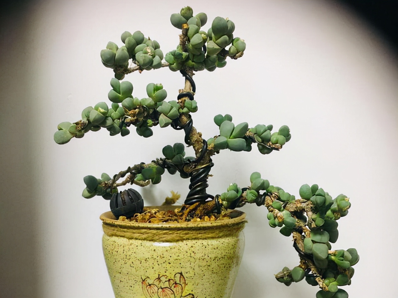 室內(nèi)養(yǎng)植物多肉怎么養(yǎng)_室內(nèi)養(yǎng)植物多肉好嗎_多肉植物室內(nèi)養(yǎng)