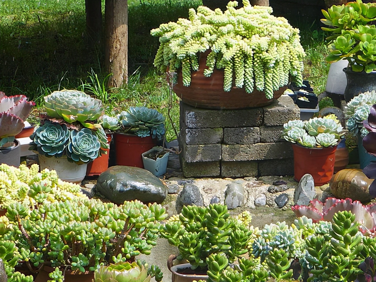 室內(nèi)養(yǎng)植物多肉怎么養(yǎng)_多肉植物室內(nèi)養(yǎng)_室內(nèi)養(yǎng)植物多肉好嗎
