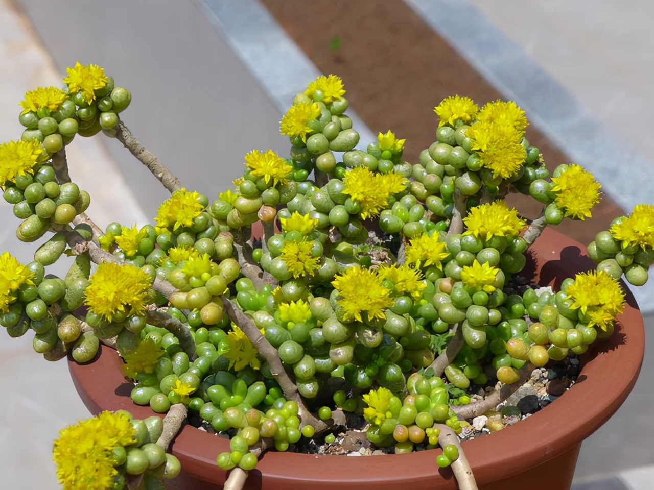 多肉植物室內(nèi)養(yǎng)_室內(nèi)養(yǎng)植物多肉好嗎_室內(nèi)養(yǎng)植物多肉怎么養(yǎng)