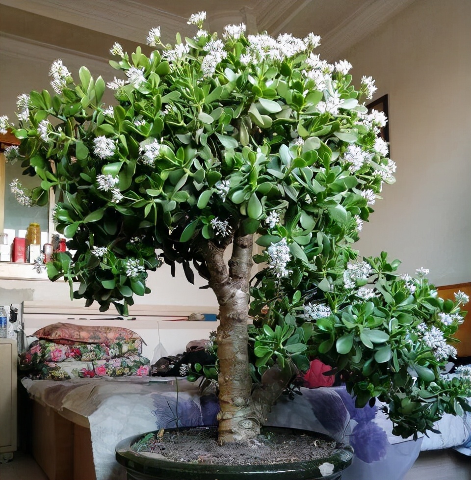 室內(nèi)養(yǎng)植物多肉怎么養(yǎng)_多肉植物室內(nèi)養(yǎng)_室內(nèi)養(yǎng)植物多肉好嗎