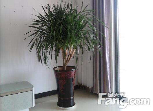 <strong>適合擺放客廳的植物有哪些,如何選購(gòu)植物</strong>